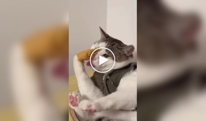 Коти та маленькі ручки