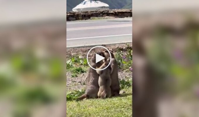 Маленький сурок пытается помирить родителей во время семейной ссоры