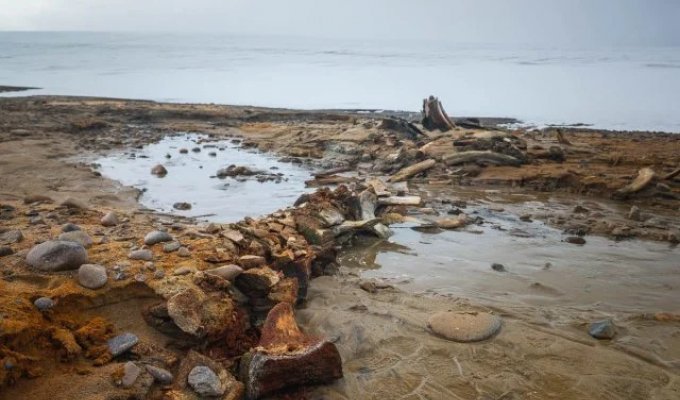 В Арктике нашли останки древних китов на месте растаявшего ледника (4 фото)