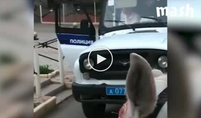 Задержание девушки в Астрахани, чья лошадь нагадила на проезжую часть