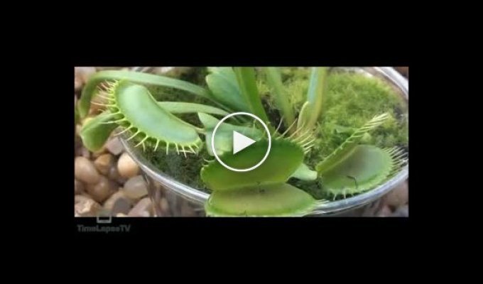Как растение мухоловка мух кушает