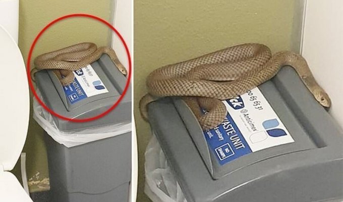 The deadliest snake in the world crawled into the toilet of an Australian (6 photos + 1 video)