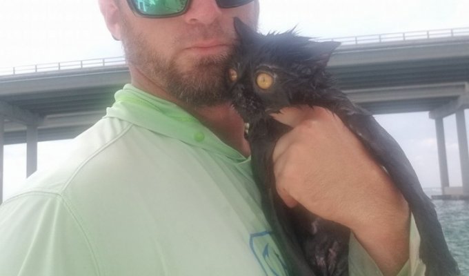 Во флориде капитан яхты спас тонущего кота (1 фото)