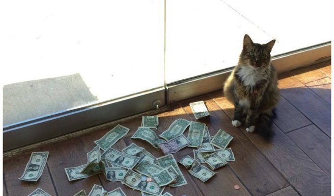 Как обычный кот стал зарабатывать настоящие деньги (7 фото + 1 видео)