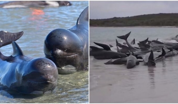 More than 50 dolphins washed ashore in Australia (2 photos + 1 video)