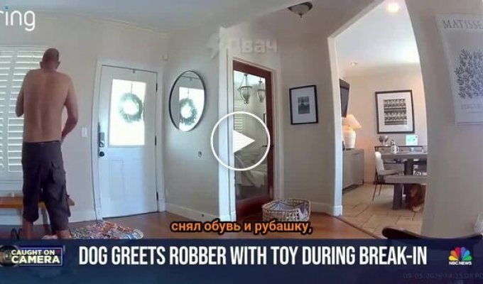 Friendly dog ​​brings toy to stranger who broke into the house