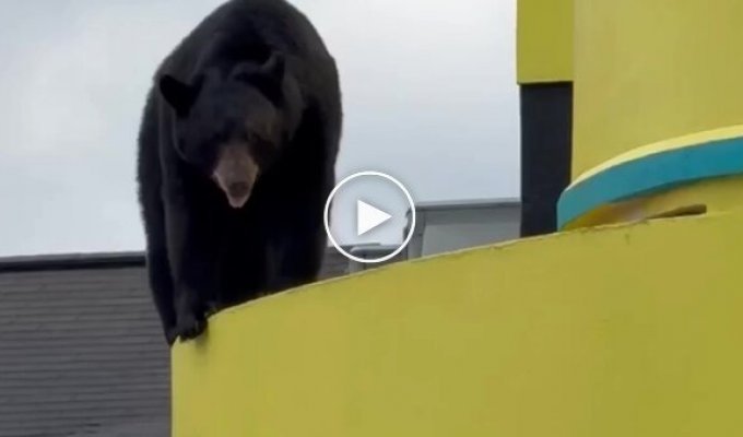 В американском Гатлинбурге медведь забрался на крышу театра