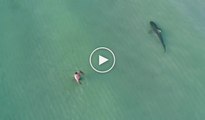 В Майами тигровая акула несколько минут плавала рядом с ничего не подозревающими отдыхающими