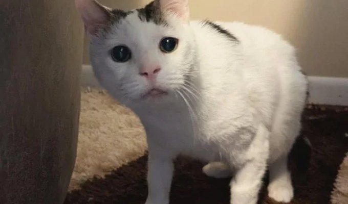 ПиДжей — самый невезучий кот на свете (9 фото + видео)