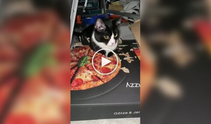 Жующий коробку из-под пиццы кот прославился в сети