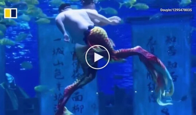 Chubby mermaids became the main stars of the oceanarium