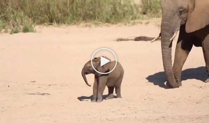 Трогательный момент: слоненок знакомится с родственницей