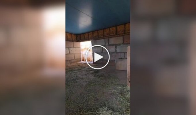 Опасные игры с малышом носорогом: Джерко идет на голос