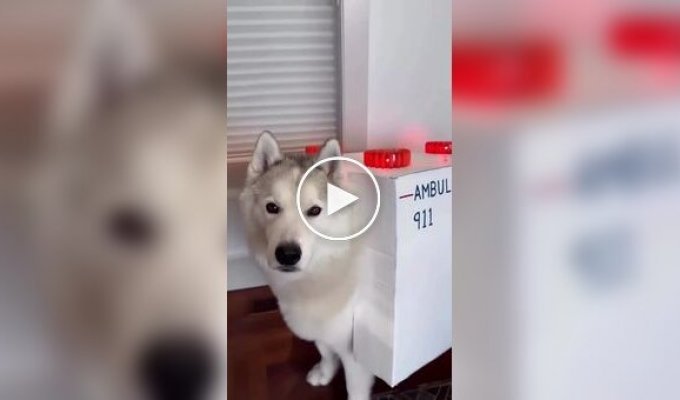 Лучший костюм для хаски