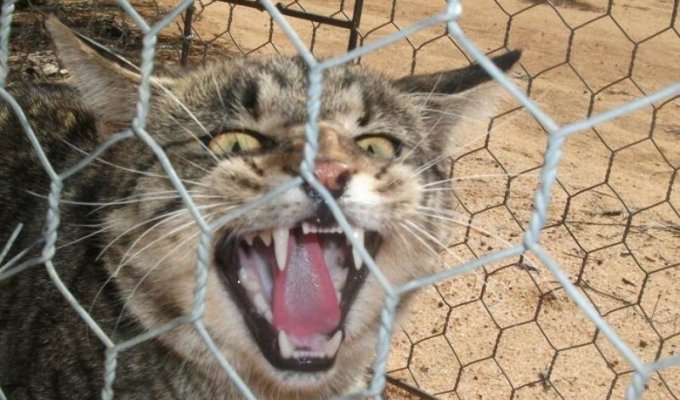 «Великая стена» против кошек (10 фото)