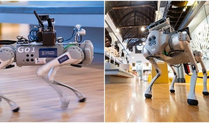 Scientists have created a robot that can replace a guide dog (7 photos + 1 video)