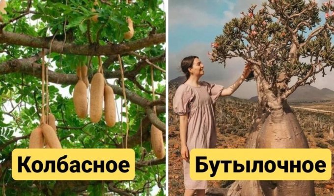 13 most unusual types of trees that look like they were brought from other worlds (14 photos)