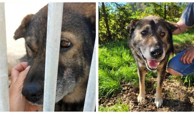 An elderly dog can't stop smiling because he finally has a family (15 photos + 2 videos)