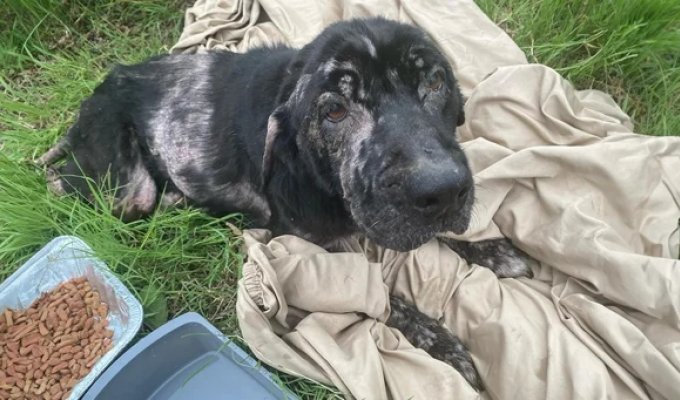 When she was found abandoned in a field, she was barely breathing, but love and care worked a miracle (8 photos)