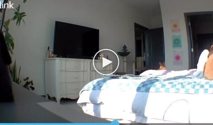 A cat heard its owner's voice for the first time through a camera