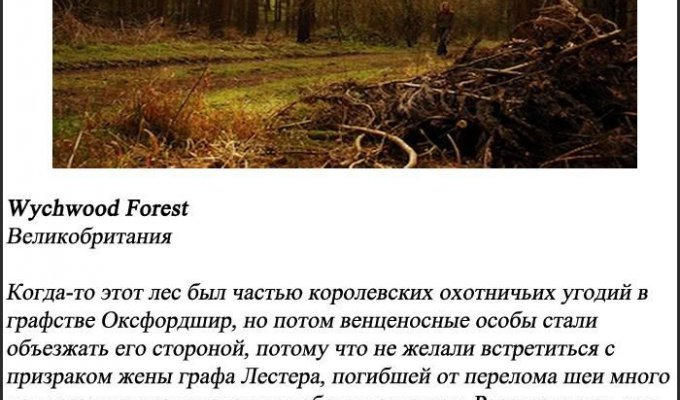 10 самых пугающих лесов нашей планеты (10 фото)