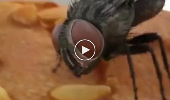 How do flies eat?