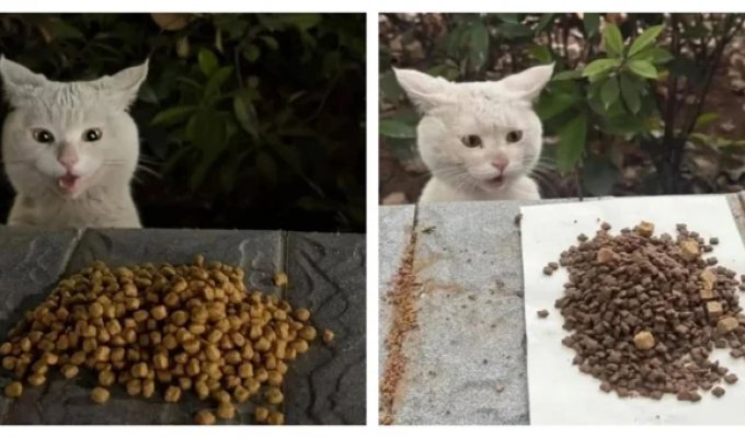 Street cat is surprised by food (5 photos)