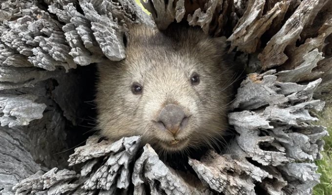 Вомбат: драки, шрамы, захват имущества (7 фото)