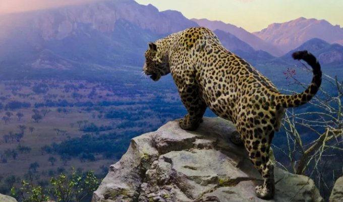 Jaguar: its presence suppresses the impudence of all other animals in the forest (11 photos)