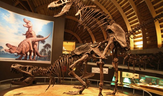 Как выглядел доисторический секс у динозавров? (6 фото)