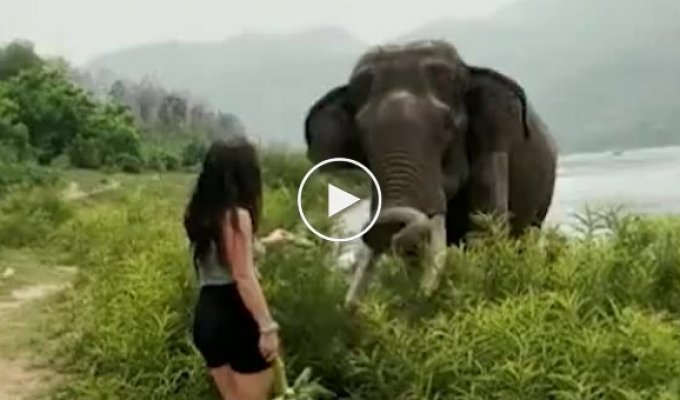 Слон отправил в полет девицу, дразнящую его бананом в Индии