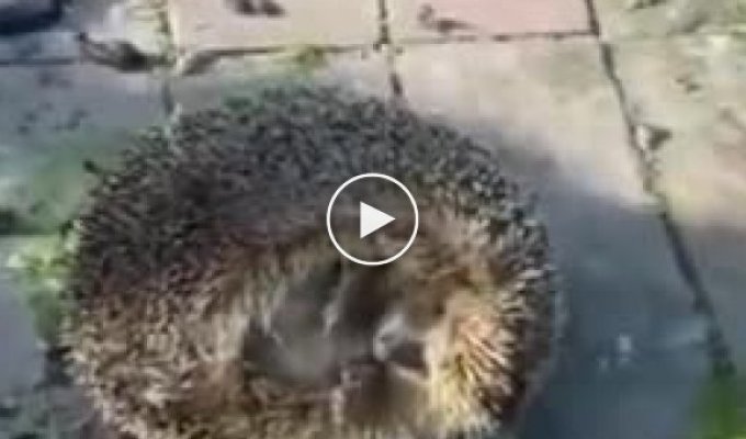 Hedgehog overestimated his abilities by eating spoiled fruit