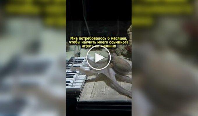 Парень попробовал научить осьминога играть на музыкальном инструменте