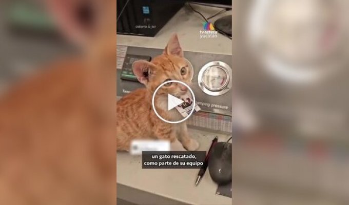 Бездомный кот получил должность в мексиканской компании
