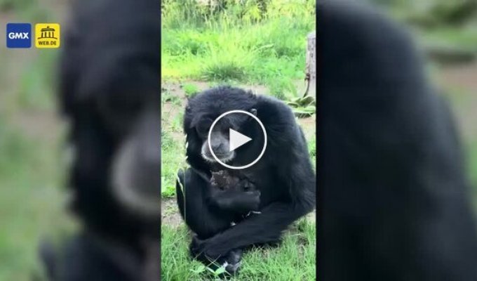 Мавпа кілька хвилин охороняла заблуканого пташеня.