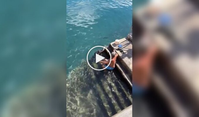 Мужчина подкармливает ската