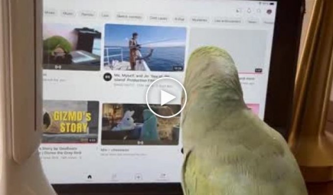 Попугай нашел прикольное видео в Сети