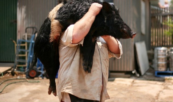 Массовая охота на диких свиней в Австралии (9 фото)