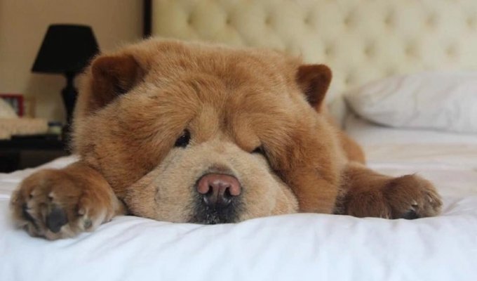 Чарівний пес Чаудер, схожий на ведмежа (11 фото)