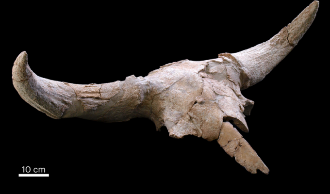 Десятки рогатых черепов обнаружены в неандертальской пещере. Находка озадачила ученых (3 фото)