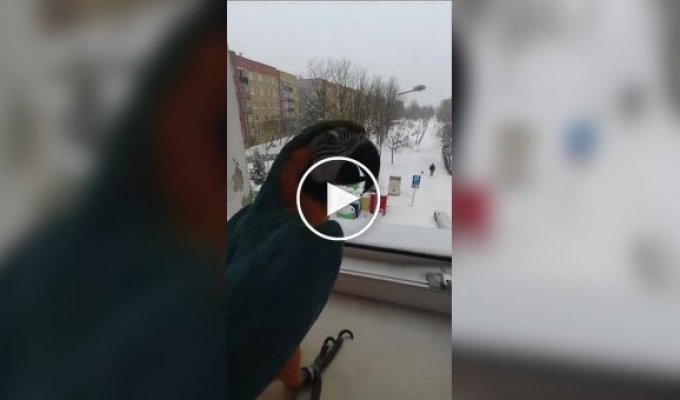 Полетали и домой: красивый попугай делает облет территории зимой