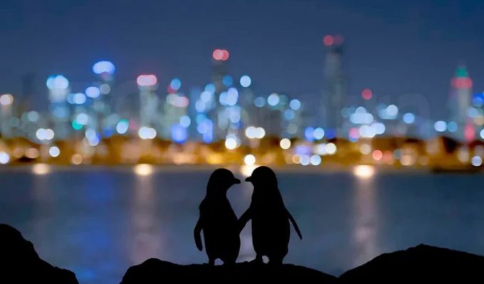 Two lonely penguins (3 photos + 1 video) (video)