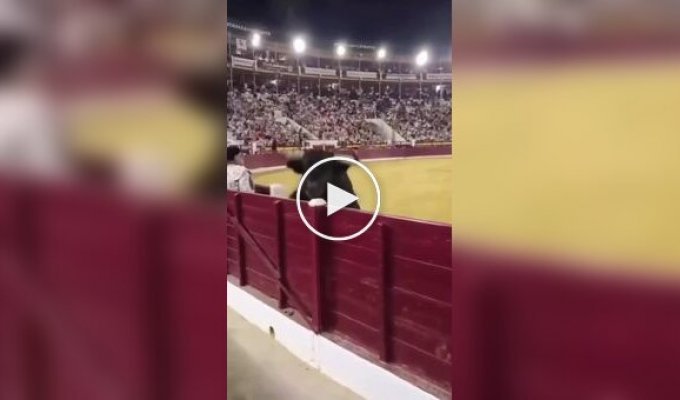 A bull broke loose from the arena