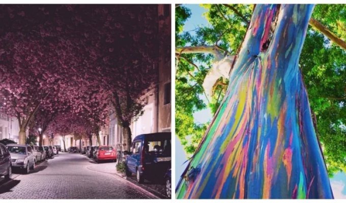 15 столь уникальных и прекрасных деревьев, что в их существование сложно поверить (16 фото)