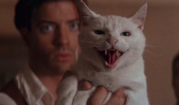 Cats-actors who are well remembered by the audience (15 photos)