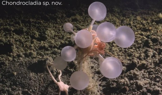 В Антарктиде нашли сразу 30 жутких и ранее неизвестных науке существ (3 фото + видео)