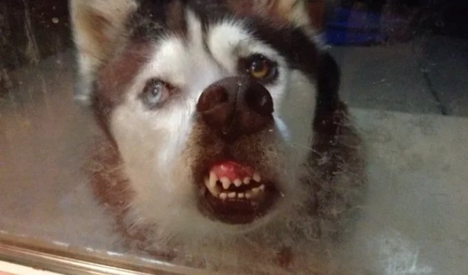 Топ психически нездоровых пород (13 фото)