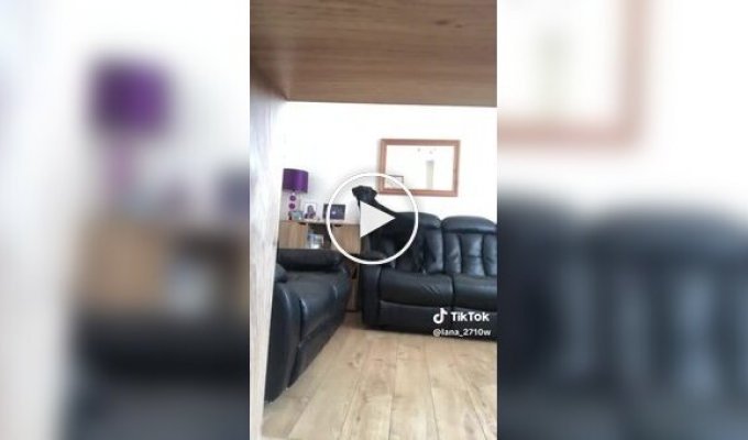 Лабрадор схватил зубами камеру наблюдения и снял экскурсию по дому