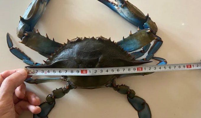 Синие крабы: 97% их смертей из-за нападений друг на друга в целях пропитания (7 фото)