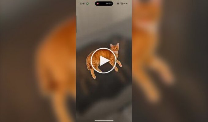 Котов теперь можно коллекционировать как покемонов